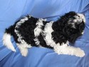Male Black and White Cavachon Puppy for sale #41 Born Oct. Ready this Christmas|Credit cards accepted|Visa and MasterCard